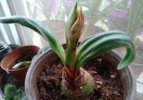 去年朱顶红怎么开花？今年能否再绽放