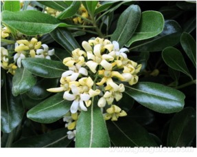 海桐果实类型是什么？