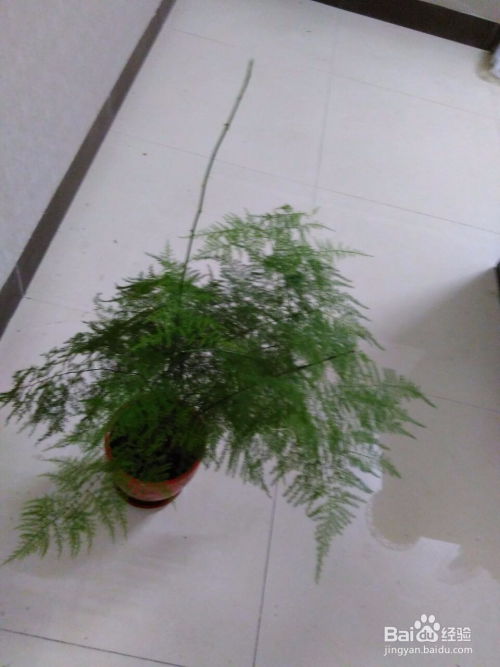 文竹种植时如何根据配土方法和土壤配方选择合适的栽培土壤