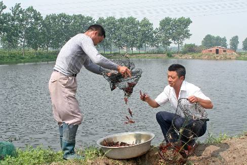 绝杀：内吸性除草剂， 芦苇杀手