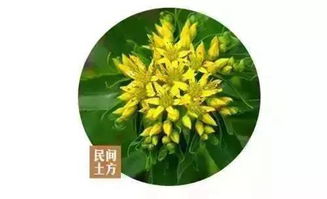 揭秘蓖麻精选种子的秘诀：打造完美花卉园！