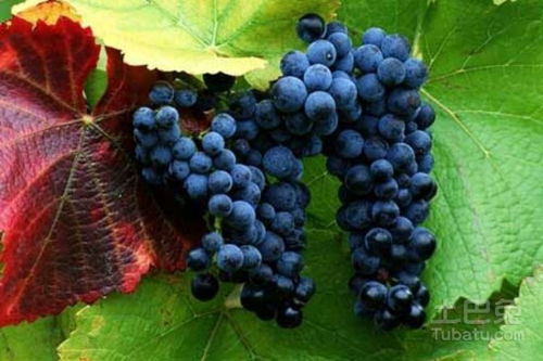 野生山葡萄：实力派藤本植物