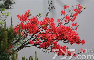 杜鹃花的故事与意象