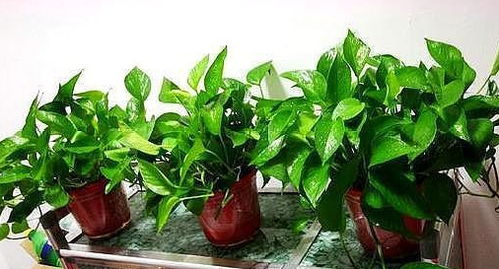 绿萝的繁殖，扦插和压条