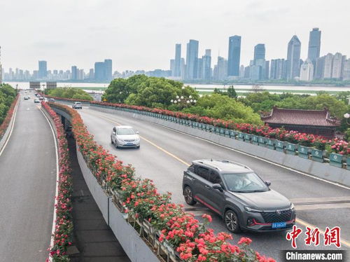 四月月季花装扮重庆立交桥，让美丽绽放！