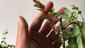 接穗和砧木，你了解多少？