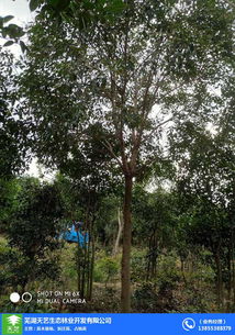 矮球形造型：圆滚滚， 可爱极了