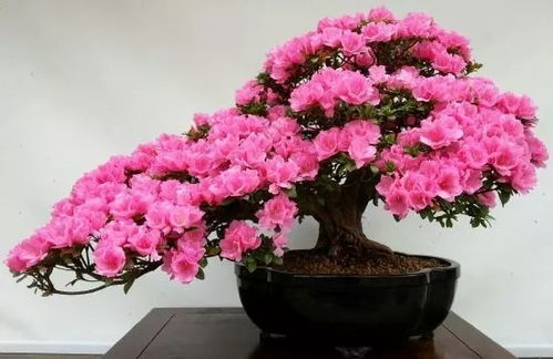 芍药花一周浇几次水比较合适？