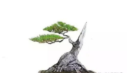 修剪技巧，你get了吗？