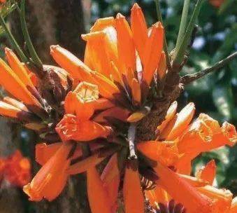火烧花，为何“火”能烧出花