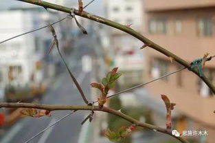 藤本月季修剪：剪出花开满枝的秘诀