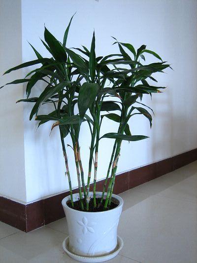 浇水频率，揭秘啦！