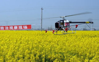 喷药时间的讲究