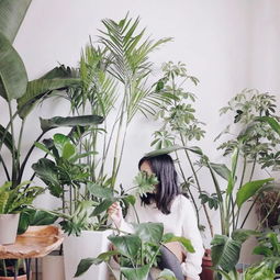 兰花养护秘籍，强健苗株，打造爆款花卉！