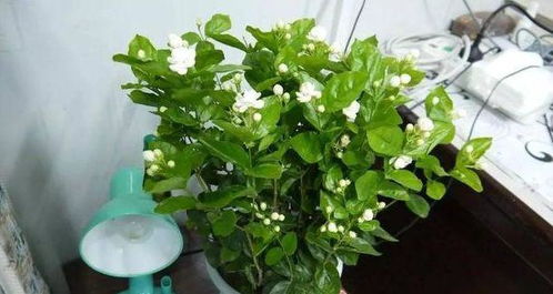 虎头茉莉养护， 枝繁叶茂多开花