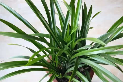 兰花发芽的奥秘