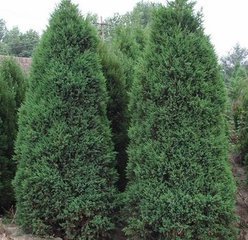 圆柏的价格表揭秘