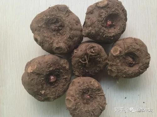 长期食用魔芋，女性可享低脂、低糖、高纤维的健康益处