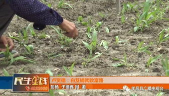 附子种植需三年才能收获，关注其生长周期与药用价值