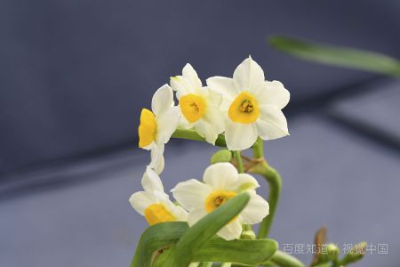 水仙花开完花后如何正确处理和养护