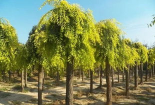 彩叶新品种：未来市场的新星