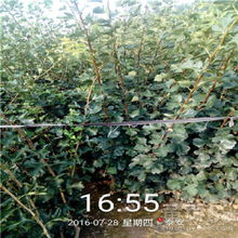 爬山虎的价格：一棵多少钱？