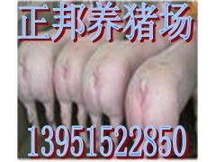 太康县猪肉价格今日是多少？太康猪价格实时行情如何？