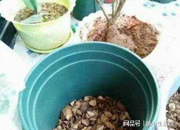 花生壳别扔！自制有机肥