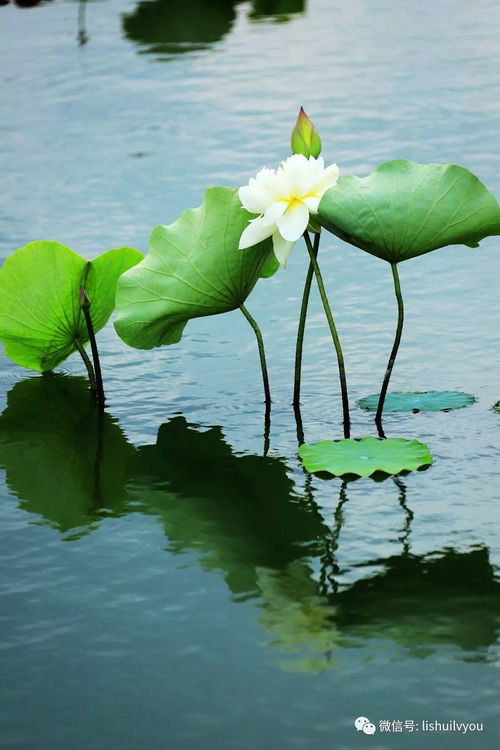 延长莲花开花期，你试过吗