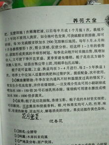 枝子花叶子发黄，是何原因导致