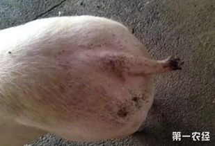 猪咬尾损失大？科学管理是关键