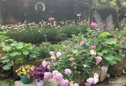 月季花种在一起后如何分株？