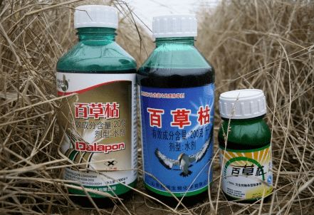 百草枯是什么东西？
