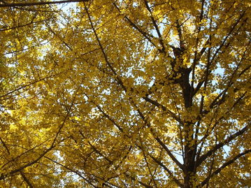 1、 秋季天气变凉，银杏树叶片会自然变黄