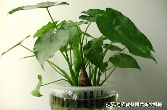 盆栽竹子如何浇水？浇水量和频率如何掌握