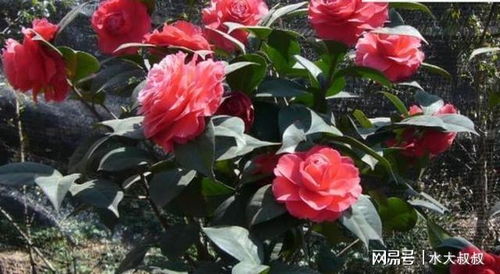 墨色牡丹花，高清无水印