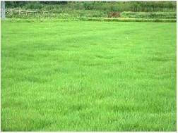 草坪的等待游戏：草籽种植与草皮铺设的较量