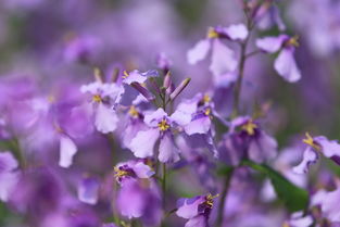 不畏严寒：二月兰