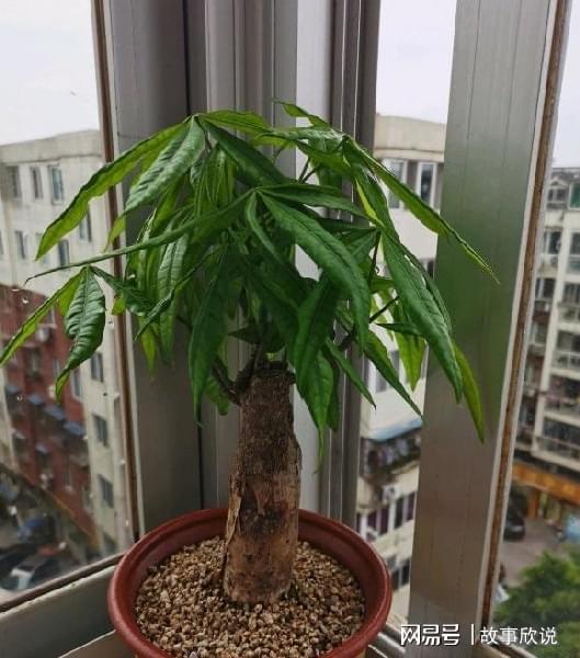 养好绿植，从呵护发财树开始