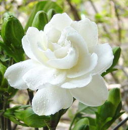 肥黄：施肥的智慧