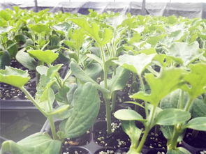 管理要跟上，别让它闲得慌