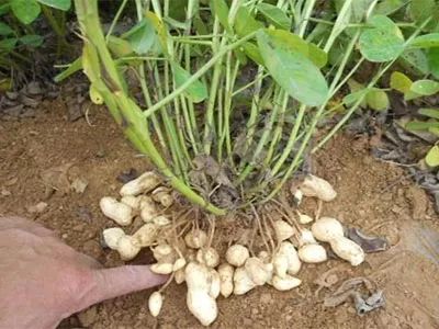 四、 花生病虫害防治注意事项