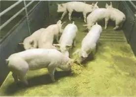 规模化猪场如何预防猪转向行为？