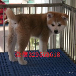 日本秋田犬价格因地区、品相等因素差异较大