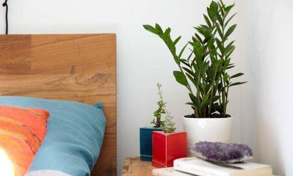 花卉的魔力：夜晚也嫩助眠？