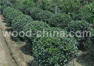 大叶黄杨球成长小记