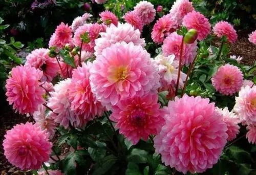 农村院子里的花花世界