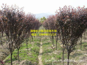 红叶李：阳光充足， 耐寒耐旱