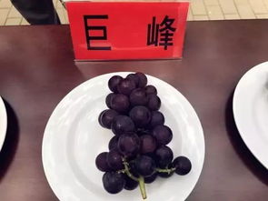 夏黑是葡萄？还是提子