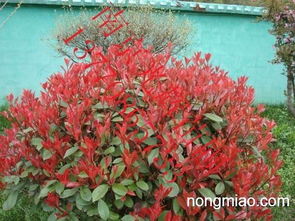 红叶石楠种植小技巧， 教你如何种出美丽风景